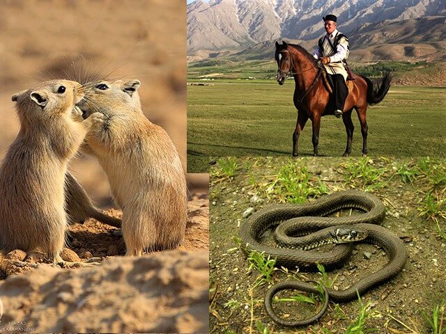 راهنمای صعود به دماوند، بلندترین قله ایران